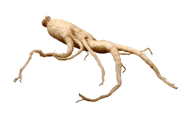 Fototapeta premium root ginseng isolated on transparent background
