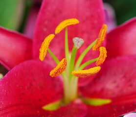 Stargazer Lilie mit prächtigen rot pinken Blüten