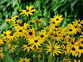 gelber Sonnenhut - Rudbeckia fulgida var. Speciosa