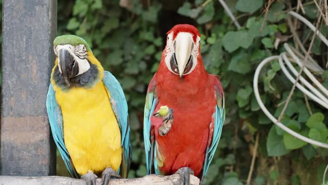 Two Macaw parrots sit on a branch in the forest and eat fruits.