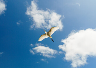 Garças no parque zoobotanico Mangal das Garcas em Belém do Pará