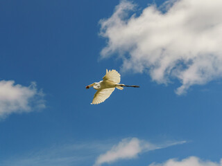 Garças no parque zoobotanico Mangal das Garcas em Belém do Pará