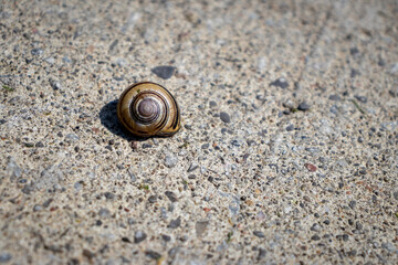 Small brown snail on gray concrete surface - spiral shell and pebbles visible - top-down perspective and blurred background. Taken in Toronto, Canada. - Powered by Adobe