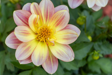 Vibrant yellow and pink dahlia flower with circular petals - close-up view from above with green leaves and flowers in blurred background. Taken in Toronto, Canada.