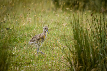 Curlew Chick Hunting for Insects in Nidderdale Yorkshire