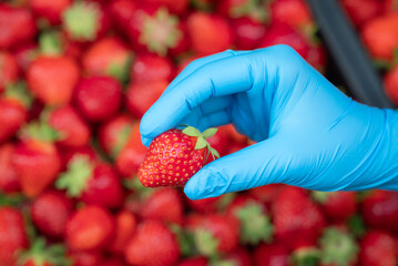 Close up of female hand in blue glove holding a fresh red strawberry. Healthy food, vegetarian...