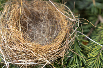 Empty bird’s nest in coniferous tree - close-up view of dry twigs and grasses - no eggs or baby birds - green needles in background - taken from above. Taken in Toronto, Canada.
