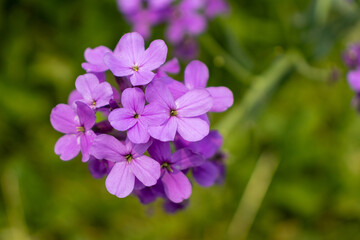 Obraz premium Cluster of Verbena bonariensis flowers or Purpletop Vervain - with four purple petals each - arranged in a circular pattern - field of green grass - blurred background. Taken in Toronto, Canada.