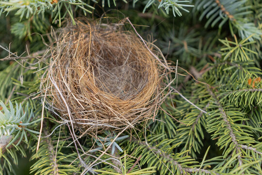 Empty bird&rsquo;s nest in coniferous tree - close-up view of dry twigs and grasses - no eggs or baby birds - green needles in background - taken from above. Taken in Toronto, Canada.