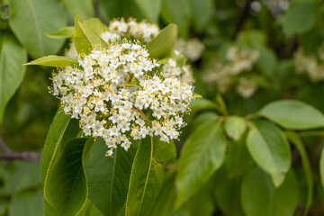 Cluster of white flowers with yellow centers on green bush - blurred background, peaceful and natural mood. Taken in Toronto, Canada.