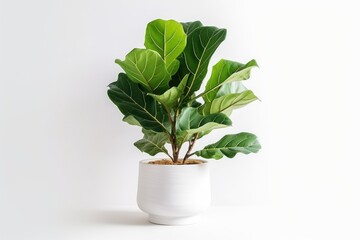 Fiddle leaf fig or Ficus Lyrata, known for its green leaves, is a favored indoor plant that adds beauty to white walls. It not only serves as a decorative tropical houseplant but also helps in