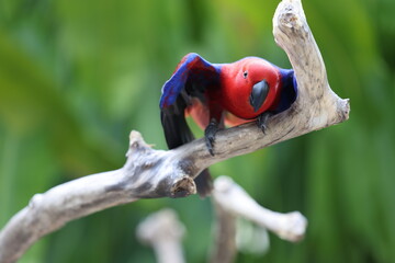 Eclectus parrot on a branch