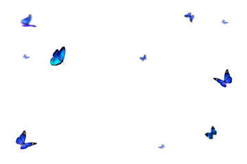 Set of butterflies  on transparent background. Butterfly with different colors isolated. Realistic butterflies postcard card frame Collection of multicolored butterflies © Daria