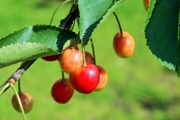 Fresh juicy sweet cherry on a branch on a sunny day