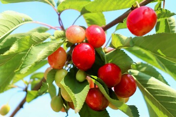 cherries on a tree