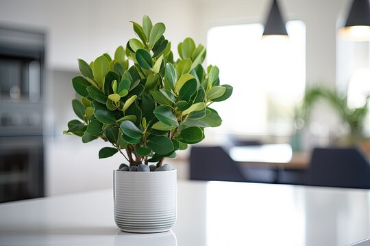 A green clusia plant is flourishing inside a ceramic pot placed on a metal table in a well lit, contemporary kitchen during the daytime.