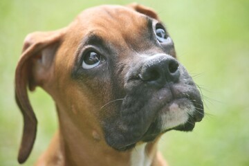 Cute boxer dogs acting in the garden