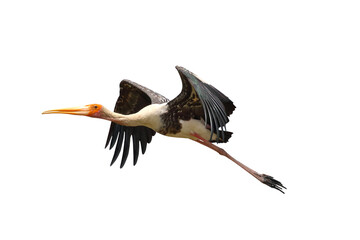 Painted stork jumping isolated on transparent background png file