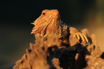 Pogona is a genus of reptiles containing eight lizard species, which are often known by the common name bearded dragons.