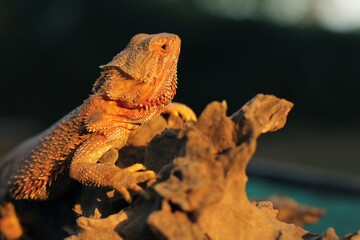 Pogona is a genus of reptiles containing eight lizard species, which are often known by the common name bearded dragons.