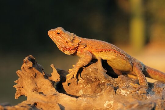 Pogona is a genus of reptiles containing eight lizard species, which are often known by the common name bearded dragons.