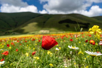 papavero in un campo con fiori colorati