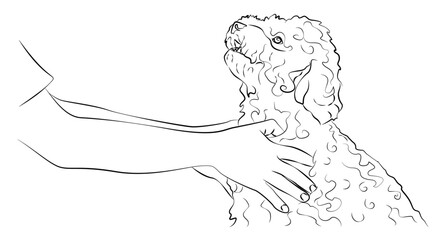 Puppy and owner's hands, line drawing on a white background. The dog is a human friend. Maltipoo. Muzzle of a dog and hands, Stroking a pet. Tattoo