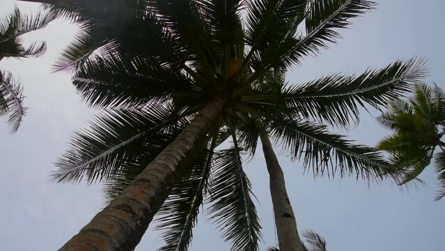 Strong wind shakes the palm trees against the background of a cloudy sky