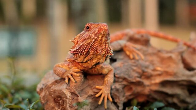 Bearded dragons usually live in dry areas of Australia