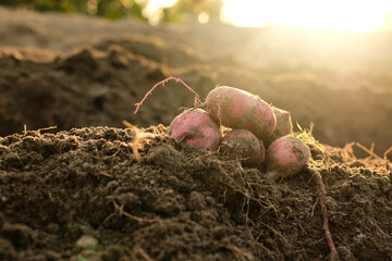 Sweet potato products on the ground are freshly harvested from traditional farming in Indonesia