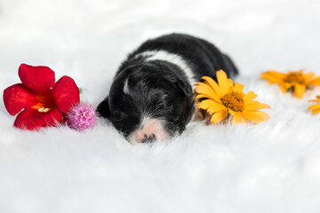 Cute newborn puppy of a australian shepherd dog lies on a white background