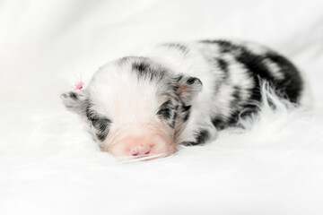 Cute newborn puppy of a australian shepherd dog lies on a white background