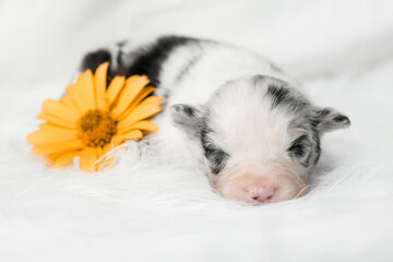 Cute newborn puppy of a australian shepherd dog lies on a white background