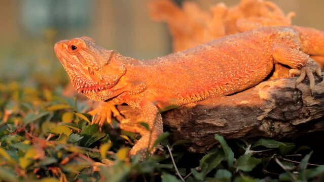 Bearded dragons usually live in dry areas of Australia