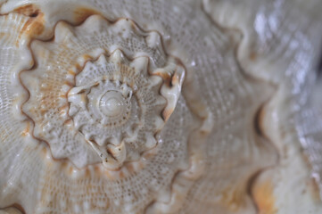 Close up of Conch shell revealing its natural texture and spiral pattern, India.