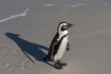 Fototapeta premium One jackass penguin walking at Boulders Beach in Simonstown, South Africa