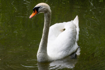 swan on the lake