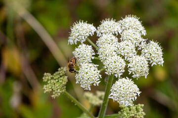 bee on a flower