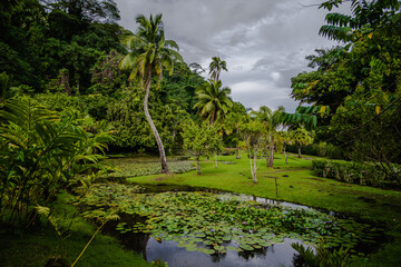 Lush Green Garden in Tahiti