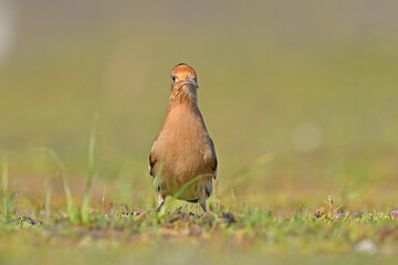 Eurasian Hoopoe watching its surroundings