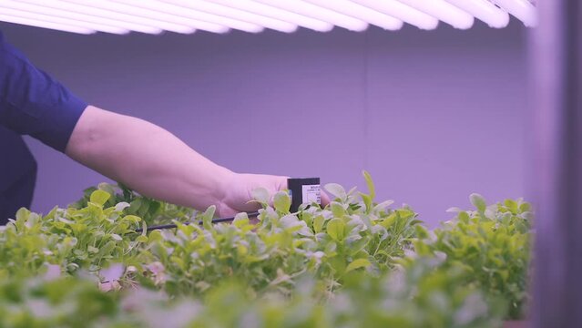 UV light metering Plant grow lighting room Laboratory
