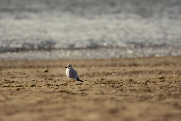 Mouette