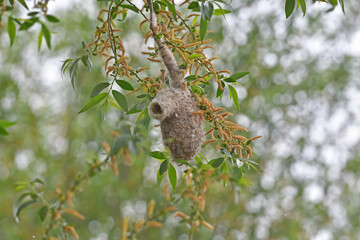 Eurasian Penduline Tit nest in a tree.