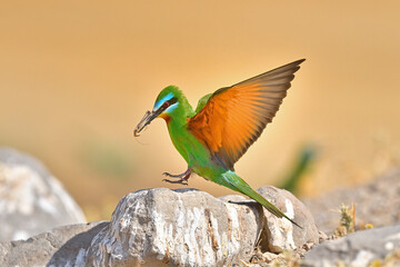 Blue-cheeked Bee-eater with a grasshopper in its mouth