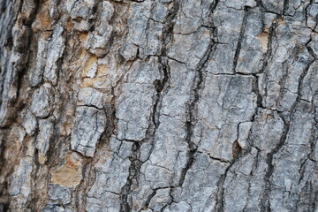 Close up view of tree bark structure