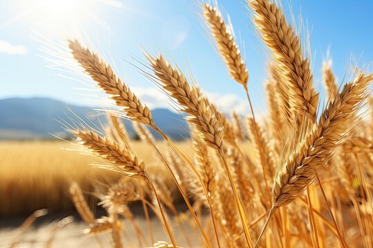 Ripe wheat ears on field, closeup. Harvesting concept