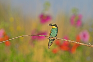 European Bee-eater sitting on a bee-captured perch.