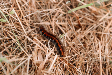 Caterpillar crawling on the ground at the mountain. High quality photo