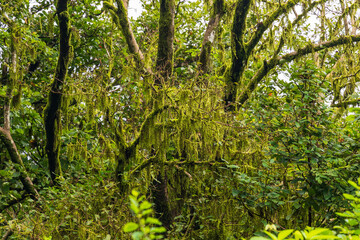 Moss Grows In Large Clumps On The Branches Of The Old Trees Within The Ancient Forests 