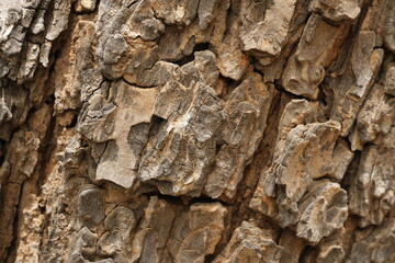 Wood park pattern surface for wallpapers and backgrounds.
